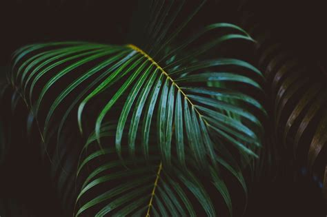 600,000+ Free Green Leaves Background & Green Images.